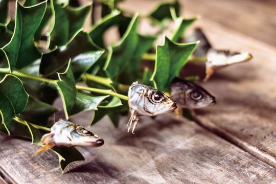 Hiiragi-iwashi/Yaikogashi (柊鰯／焼い嗅がし) is an ornament made with grilled sardine heads and holly twigs to drive away demons by displaying at the front door.