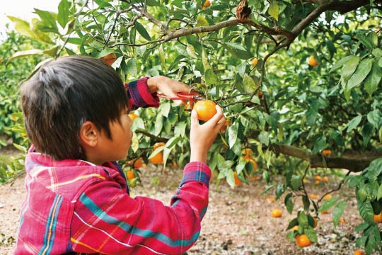 A typical scene from Satsuma orange picking.