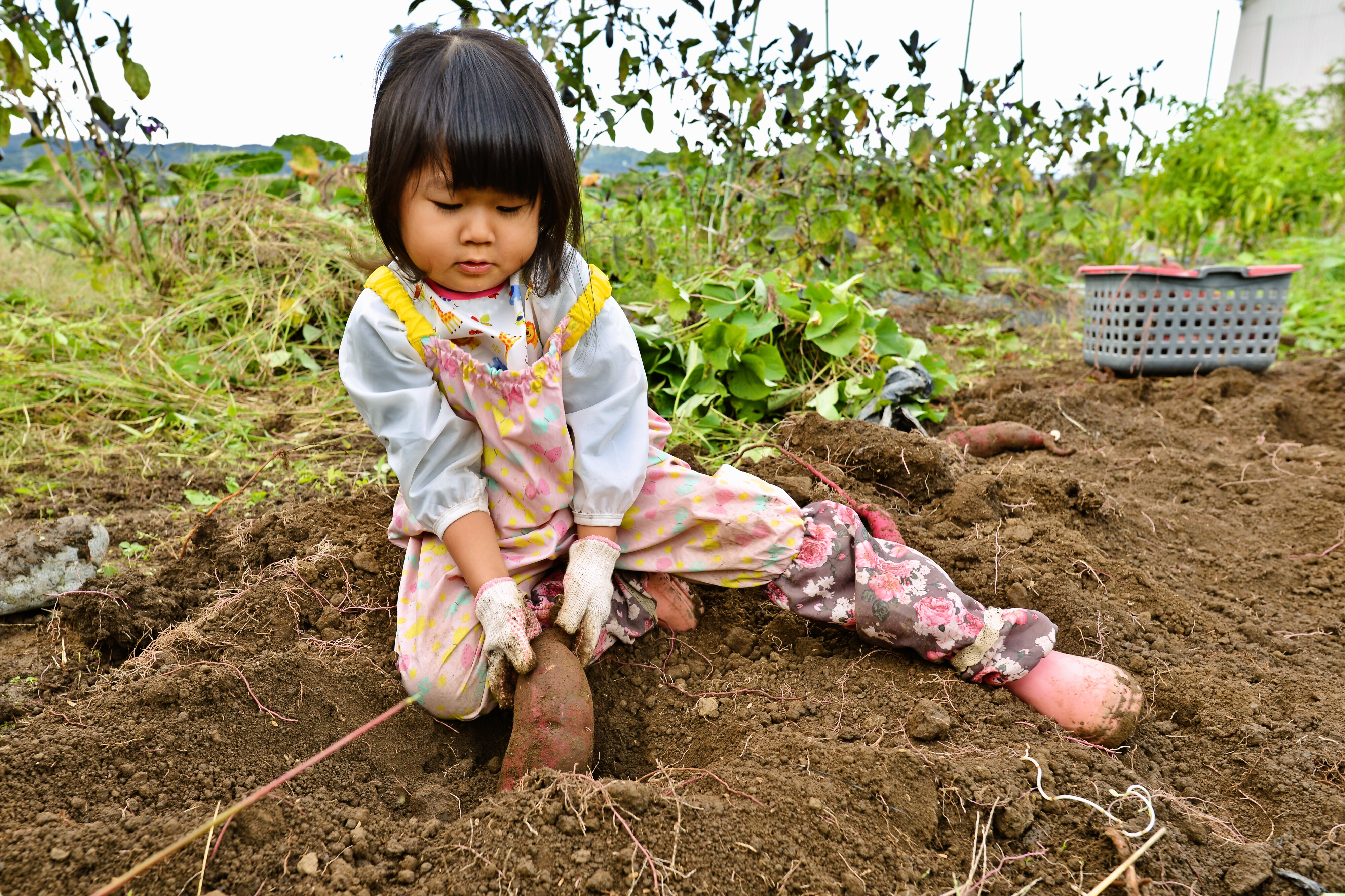 Her hard work will be rewarded with a sweet autumn treat.