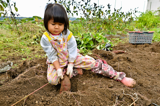 Her hard work will be rewarded with a sweet autumn treat.