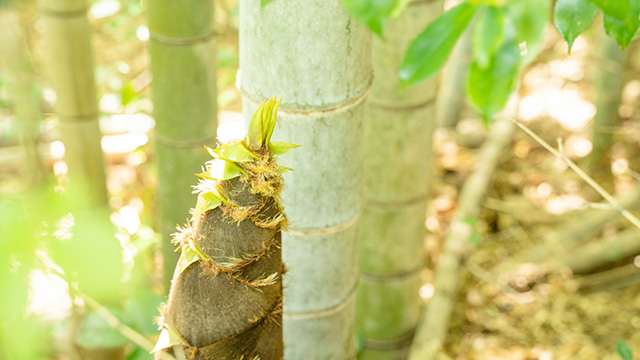 Bamboo shoots emerging from the ground