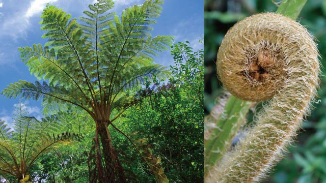 Tree fern, Cyathea lepifera (left), and its frond (right). They must be used at a restaurant in Jurassic Park.