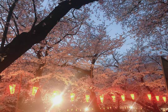 Ueno Park in Tokyo is a famous place for cherry blossom viewing. The lanterns light up when night falls.