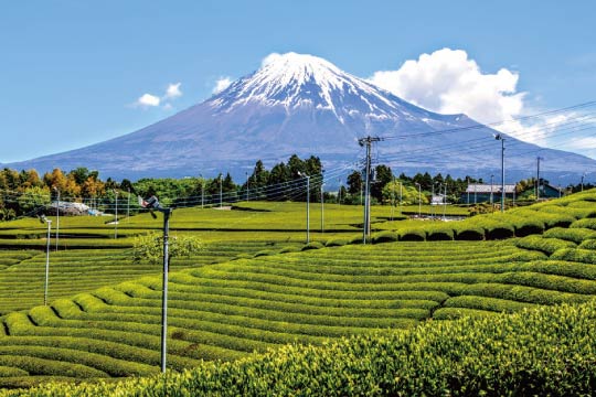 Tea leaves are nurtured in a plantation on the outskirt of Mount Fuji.