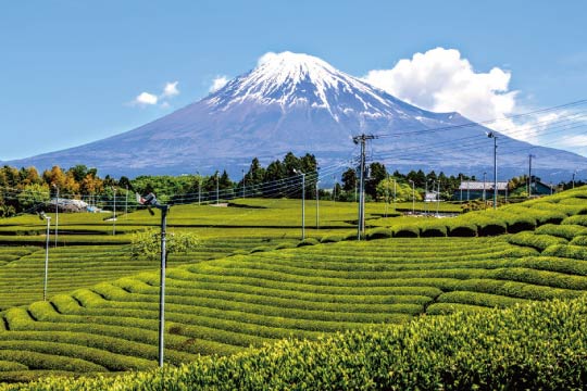 Tea leaves are nurtured in a plantation on the outskirt of Mount Fuji. 