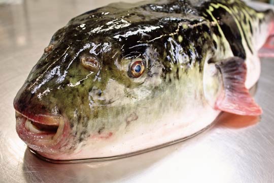 Freshly caught tiger puffer: Cute-faced but deadly…
