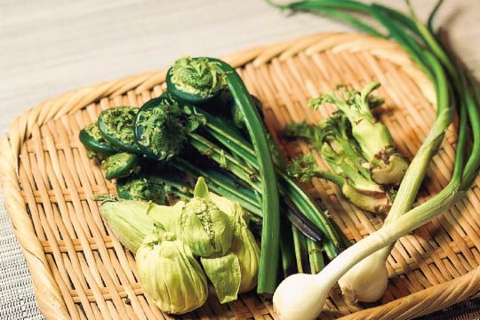 From left to right: Butterbur's buds, Ostrich fern sprouts, Wild rocambole, and Japanese angelica’s buds