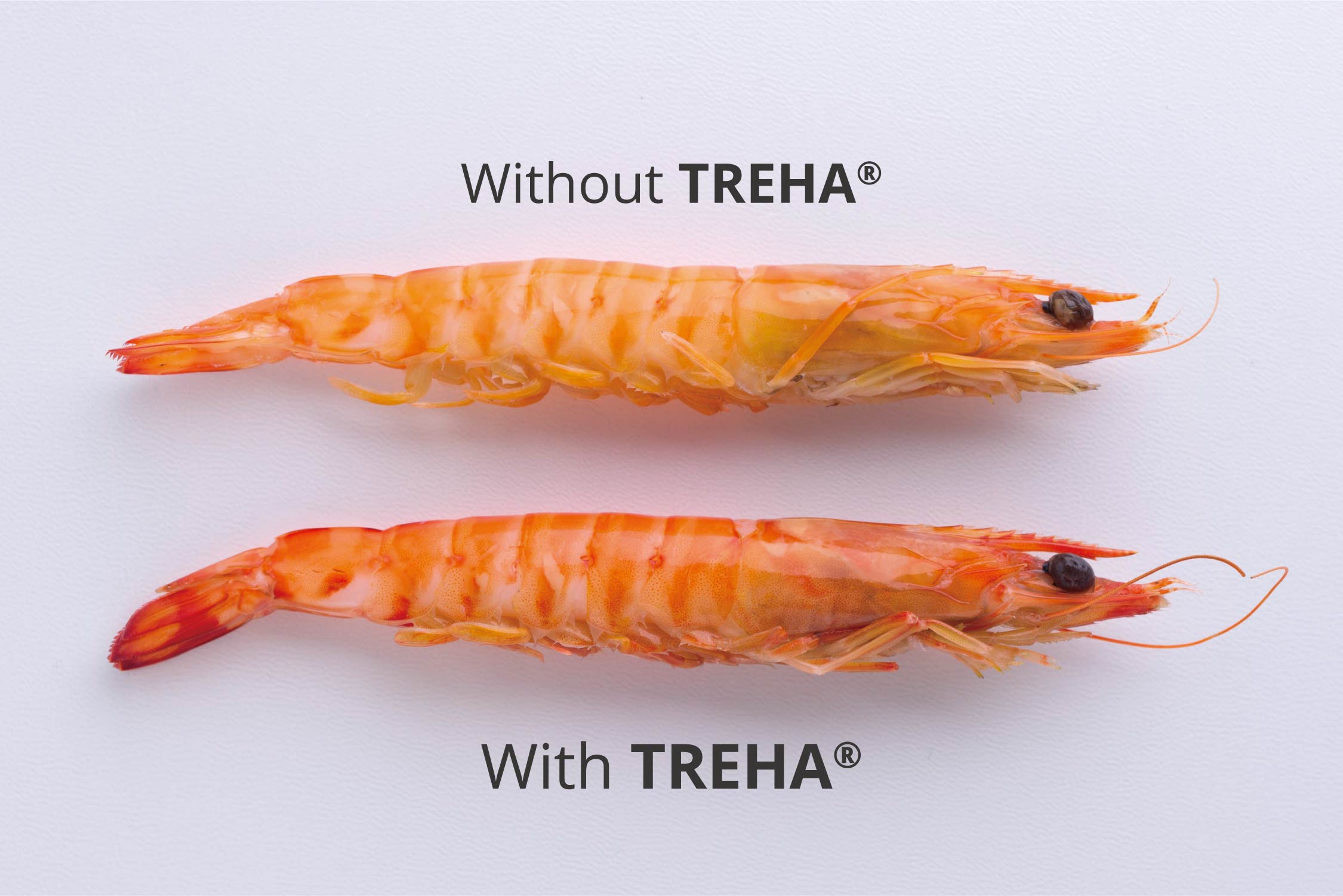Prawns cooked in 2 liters of water with 25g of salt and 50g of TREHA present vivid and glossy shells.