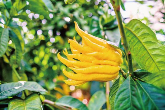 The uniquely shaped fruit’s name is Buddha's Hand.