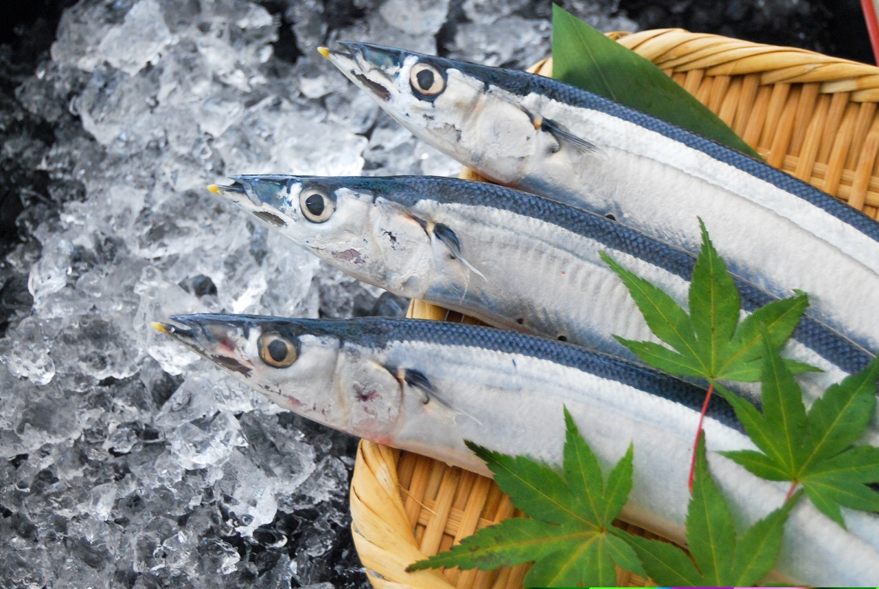 A fresh saury has yellow tips in its pointy mouth. The color shows more distinctly in the lower lip.