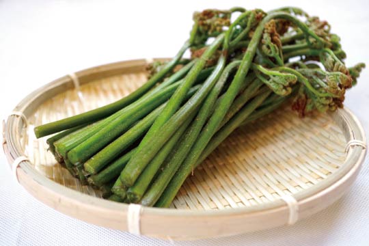 The young fronds of bracken