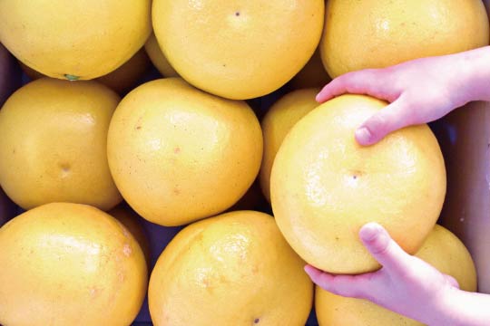 The young child holds a colossal pomelo (Buntan 文旦) to show how big the fruit is.  