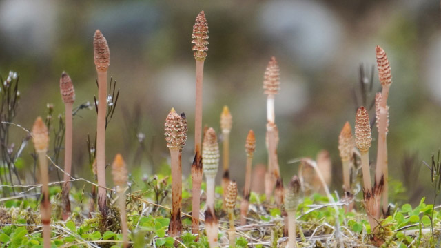 Horsetail shoots tell the arrival of spring.