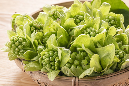Butterbur sprouts are iconic mountain vegetables.